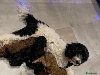 Cockapoo dogs Only Two Beautiful Puppies Left - Advert 15