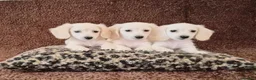 Miniature Dachshund dogs for sale: Rare Cream Longcoat Miniature Dachshund Puppies  - Advert 1