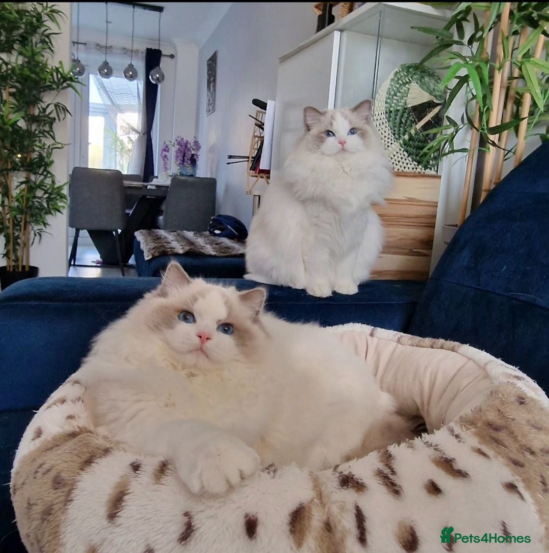 Ragdoll cats Stunning  blue bicolor boys  - Advert 2