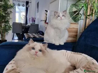 Ragdoll cats Stunning blue bicolor boys - Advert 2