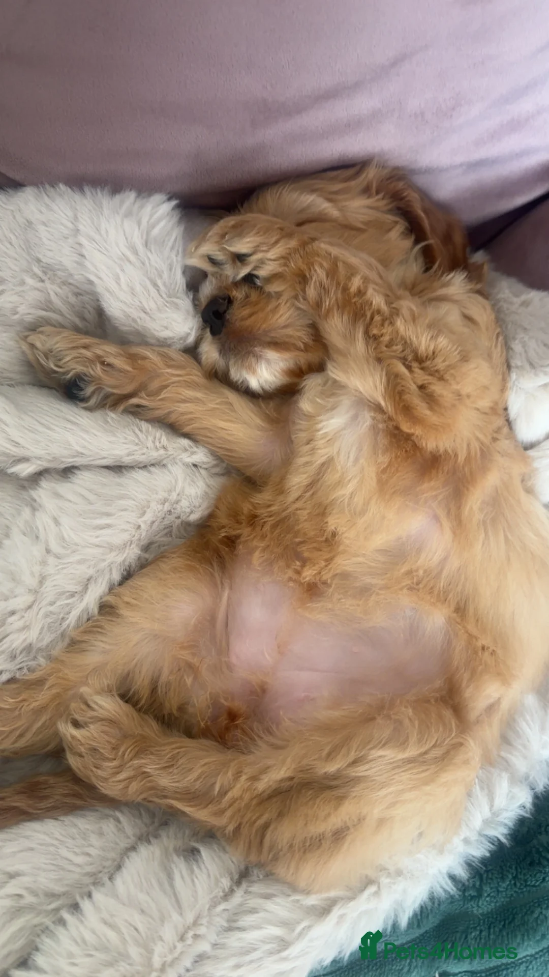 Cockapoo dogs for sale: This is Bonnie she is a female.  in Treorchy - Advert 2