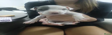 Staffordshire Bull Terrier 7