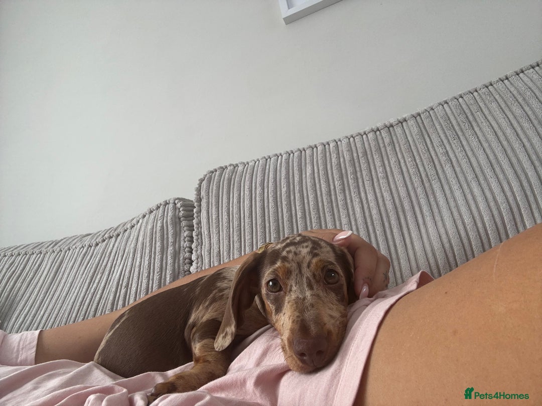 Miniature Dachshund dogs for sale: Beautiful Dolly - Image 4