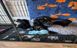 Cockapoo dogs for sale: Stunning f1 cockapoo puppys  - Image 4