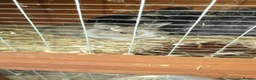 Mixed Breed rabbits for sale: Rabbits in Rossendale - Advert 4
