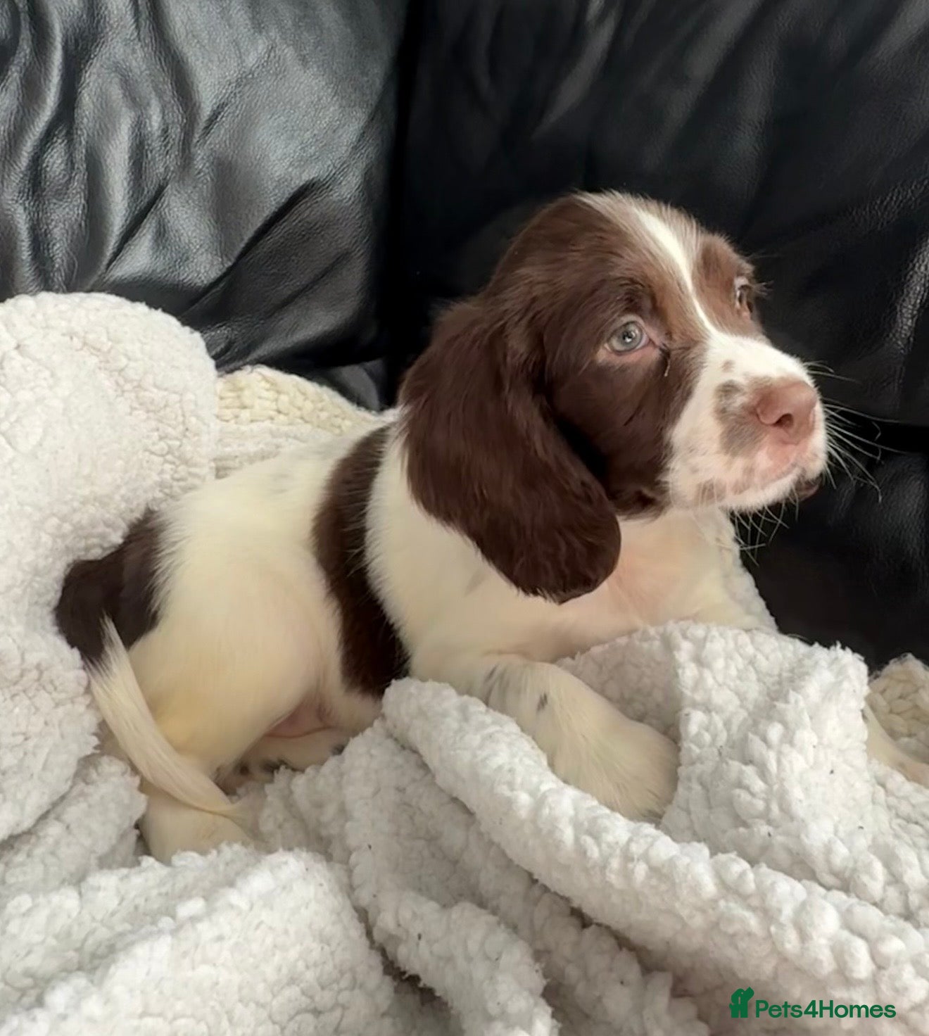 English Springer Spaniel dogs KC registered spring spaniel pups ready now - Advert 1