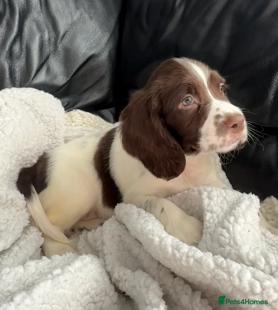 English Springer Spaniel dogs for sale: KC registered spring spaniel pups ready now in York - Advert 1