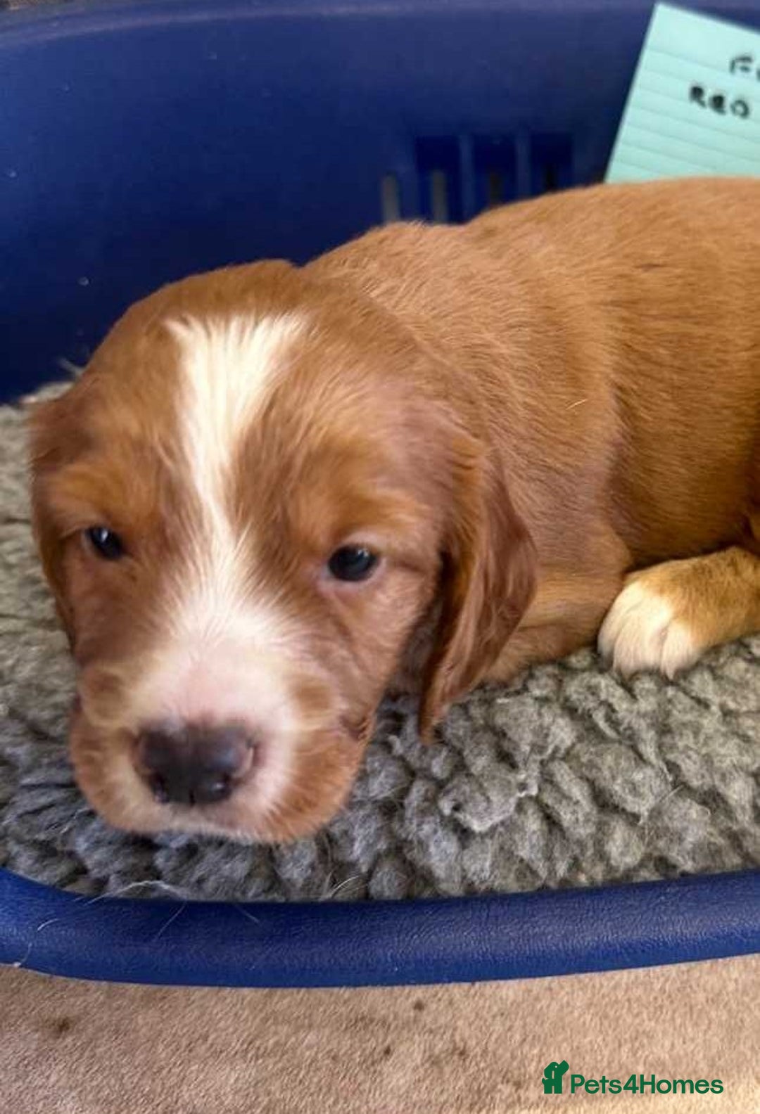 Cocker Spaniel dogs for sale: Cocker Spaniel puppies for sale - Advert 8