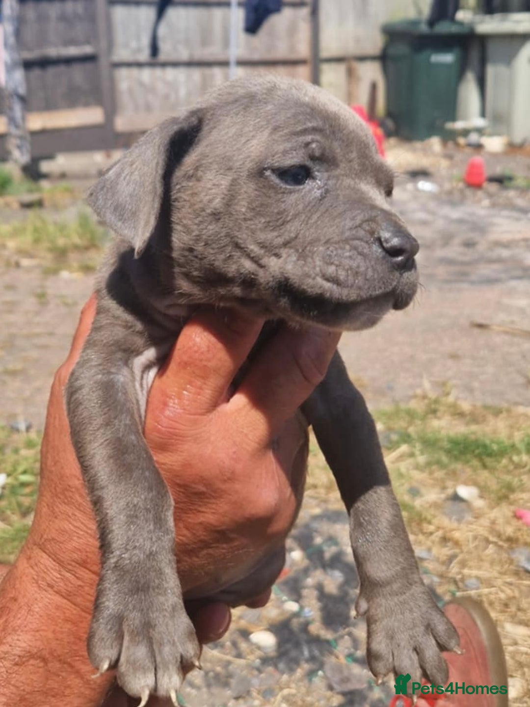 Mixed Breed dogs for sale: READY TO LEAVE NOW chunky mastiff puppies - Image 12