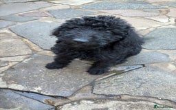 Labradoodle dogs for sale: F1B Labradoodles: just 1 available! in Uxbridge - Image 9