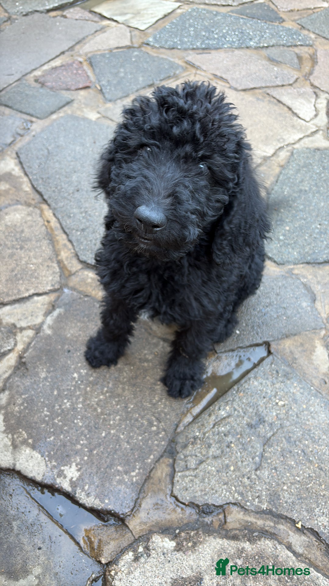 Labradoodle dogs for sale: F1B Labradoodles: just 1 available! in Uxbridge - Image 9
