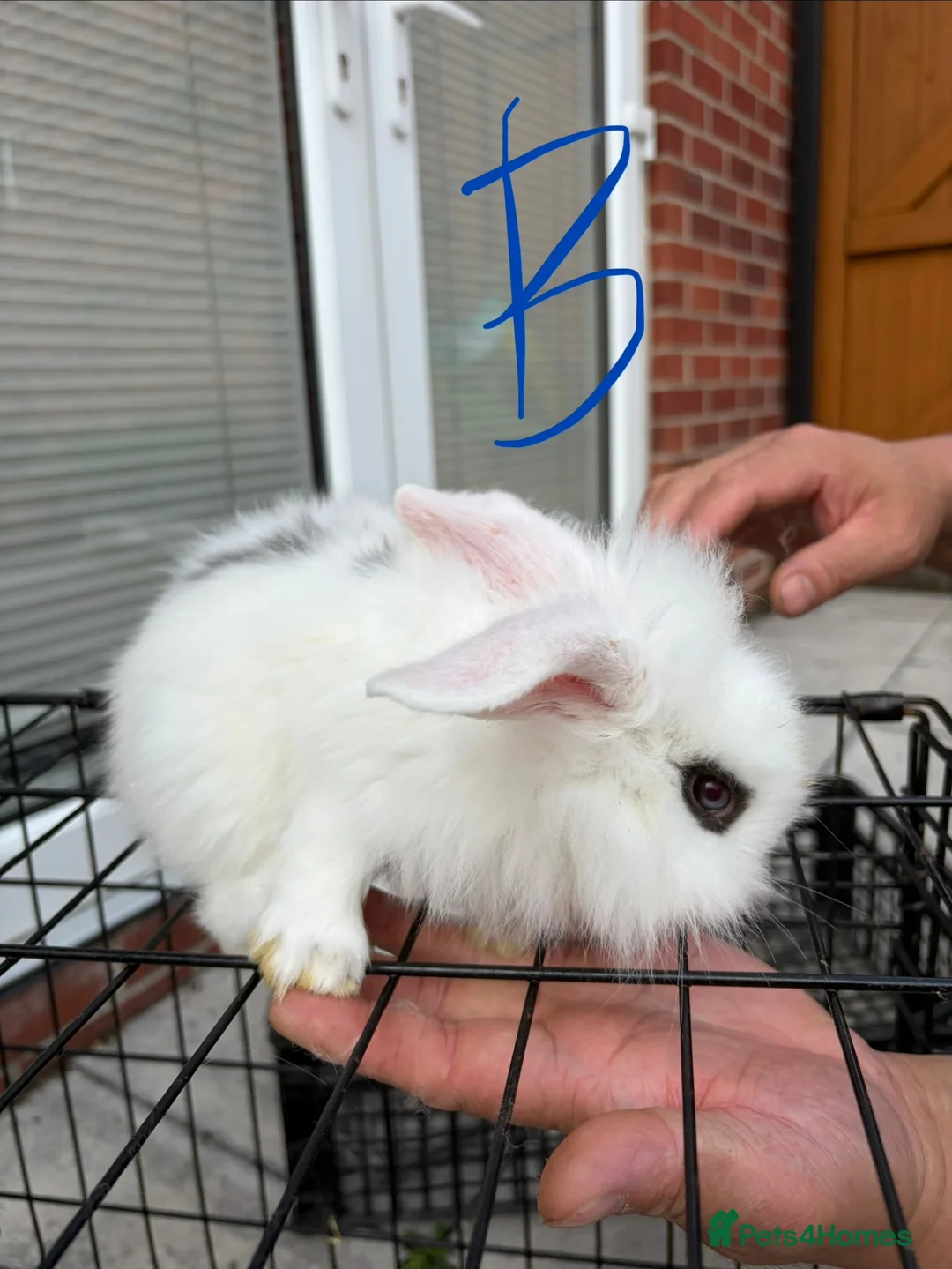 Lionhead rabbits for sale: Baby lionheads - Advert 9