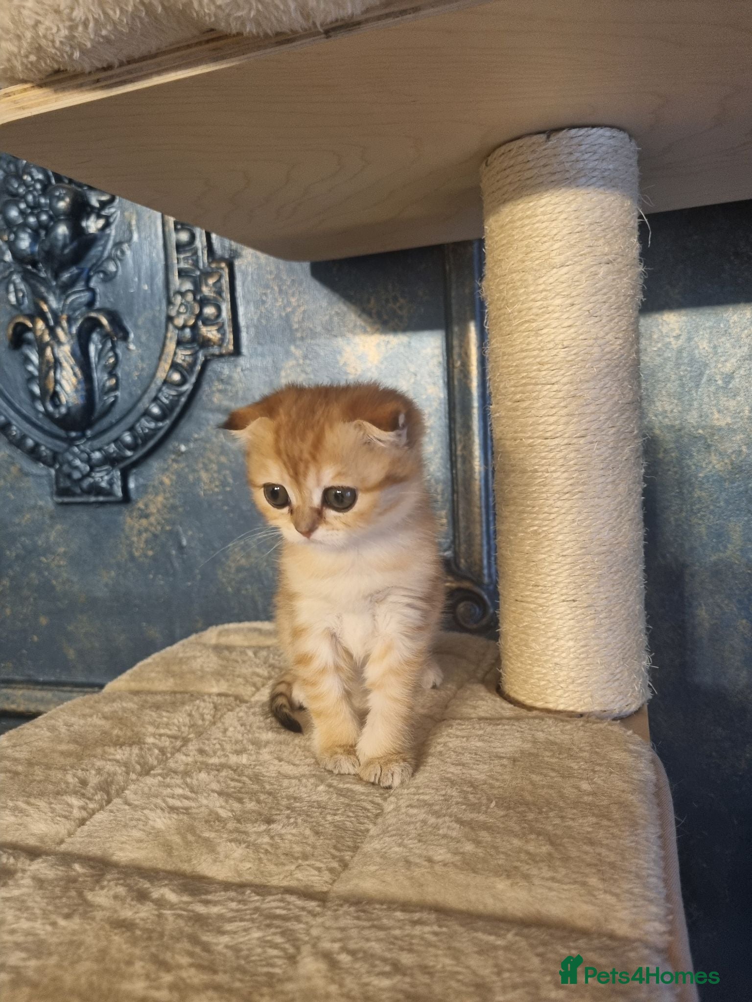Scottish Fold cats FEMALE SCOTTISH FOLD KITTEN - Advert 2