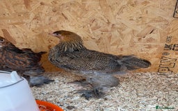 Chickens poultry for sale: Silver pencil Wyandotte LF,gold partridge brahmas  - Image 1