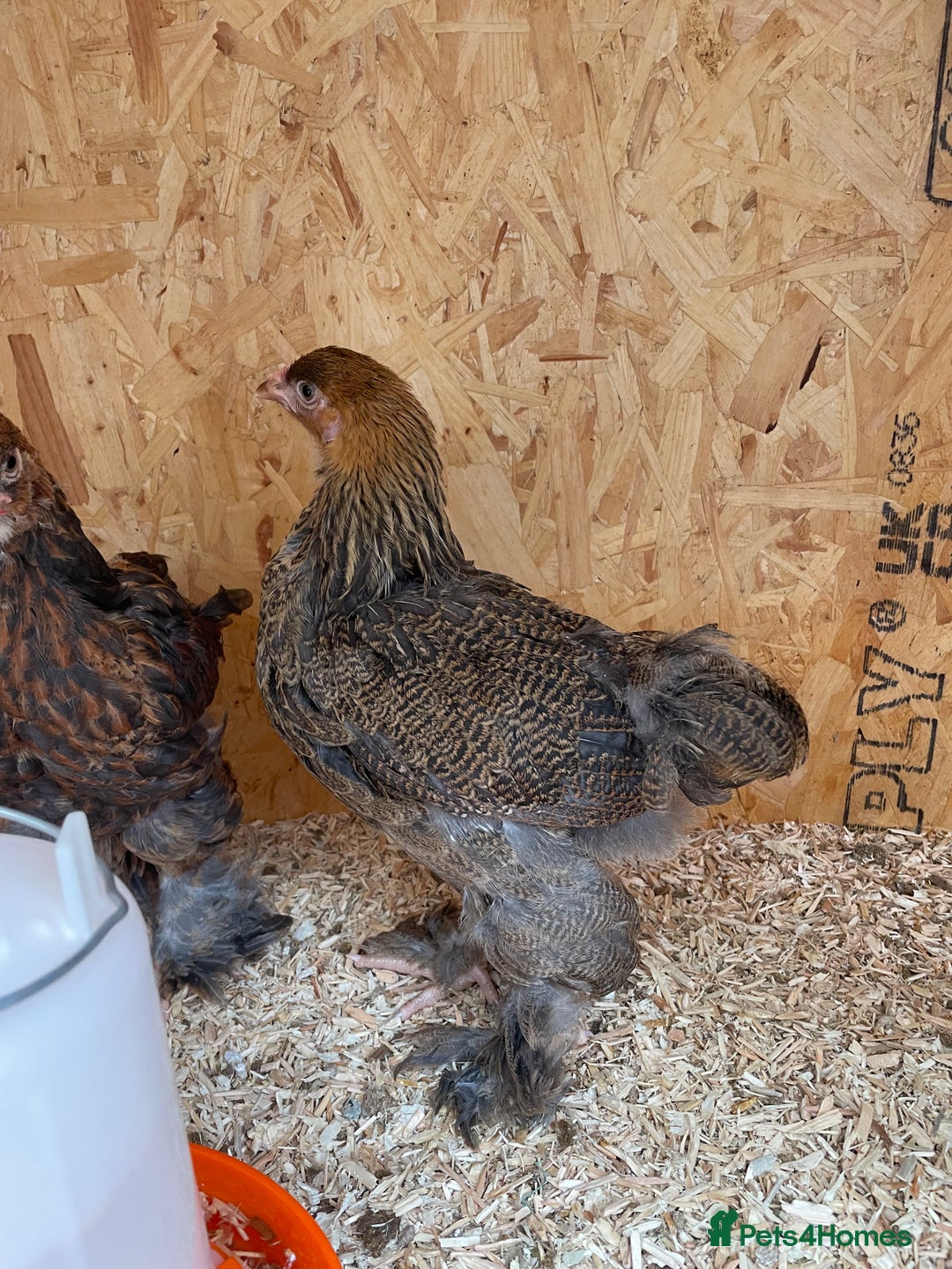 Chickens poultry for sale: Silver pencil Wyandotte LF,gold partridge brahmas  - Image 1