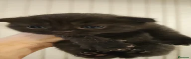 Scottish Fold 2