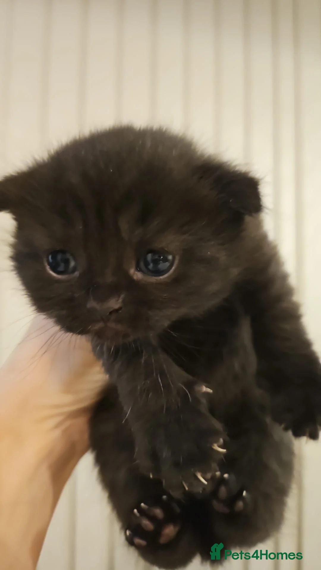 Scottish Fold cats for sale: Black british shorthair kittens  - Advert 2