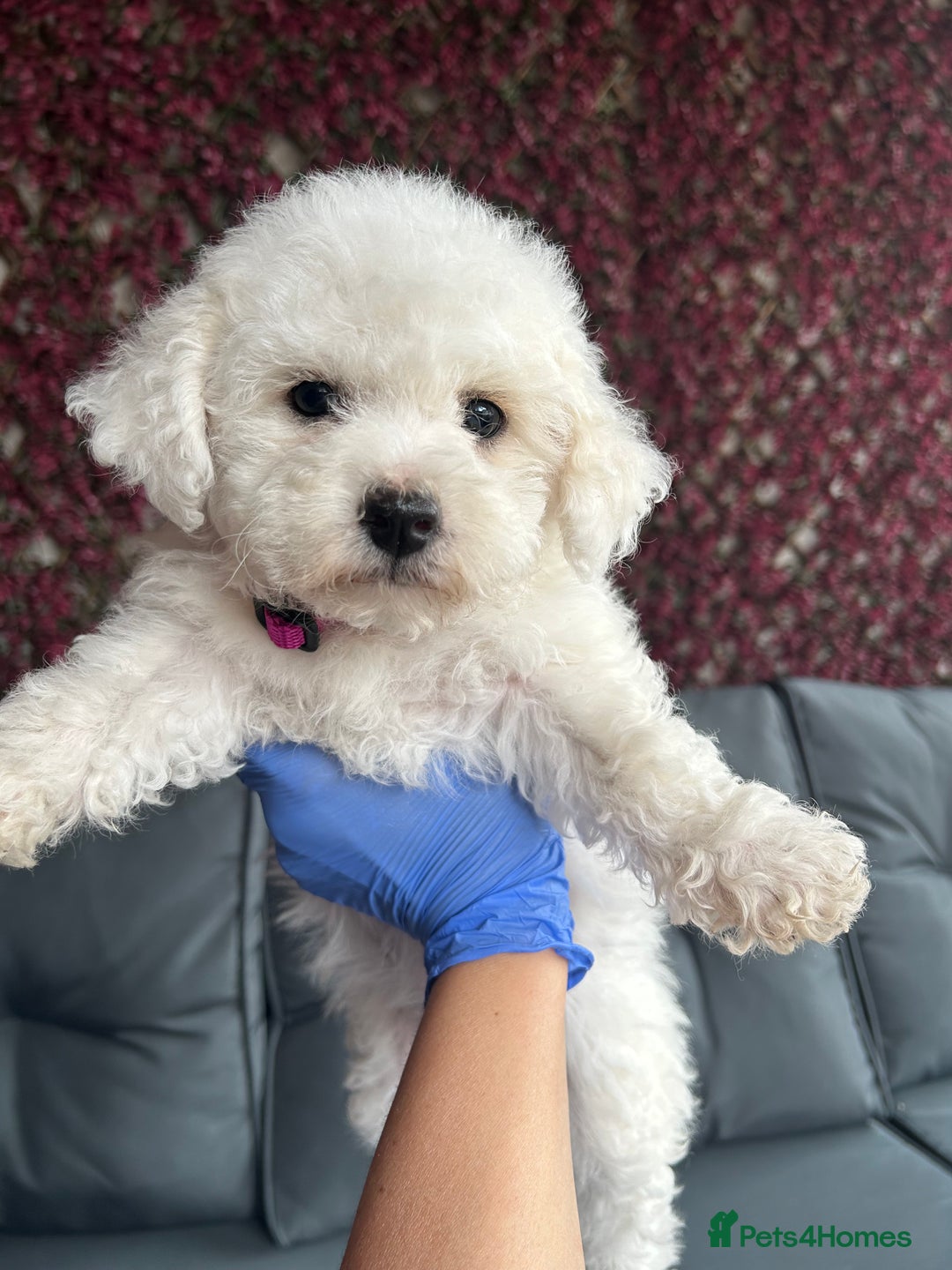 Bichon Frise dogs for sale: Bichon Frise Puppies  - Image 14