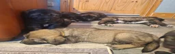 Caucasian Shepherd Dog dogs for sale: Caucasian Sheapard puppy's  in Bromsgrove - Advert 5