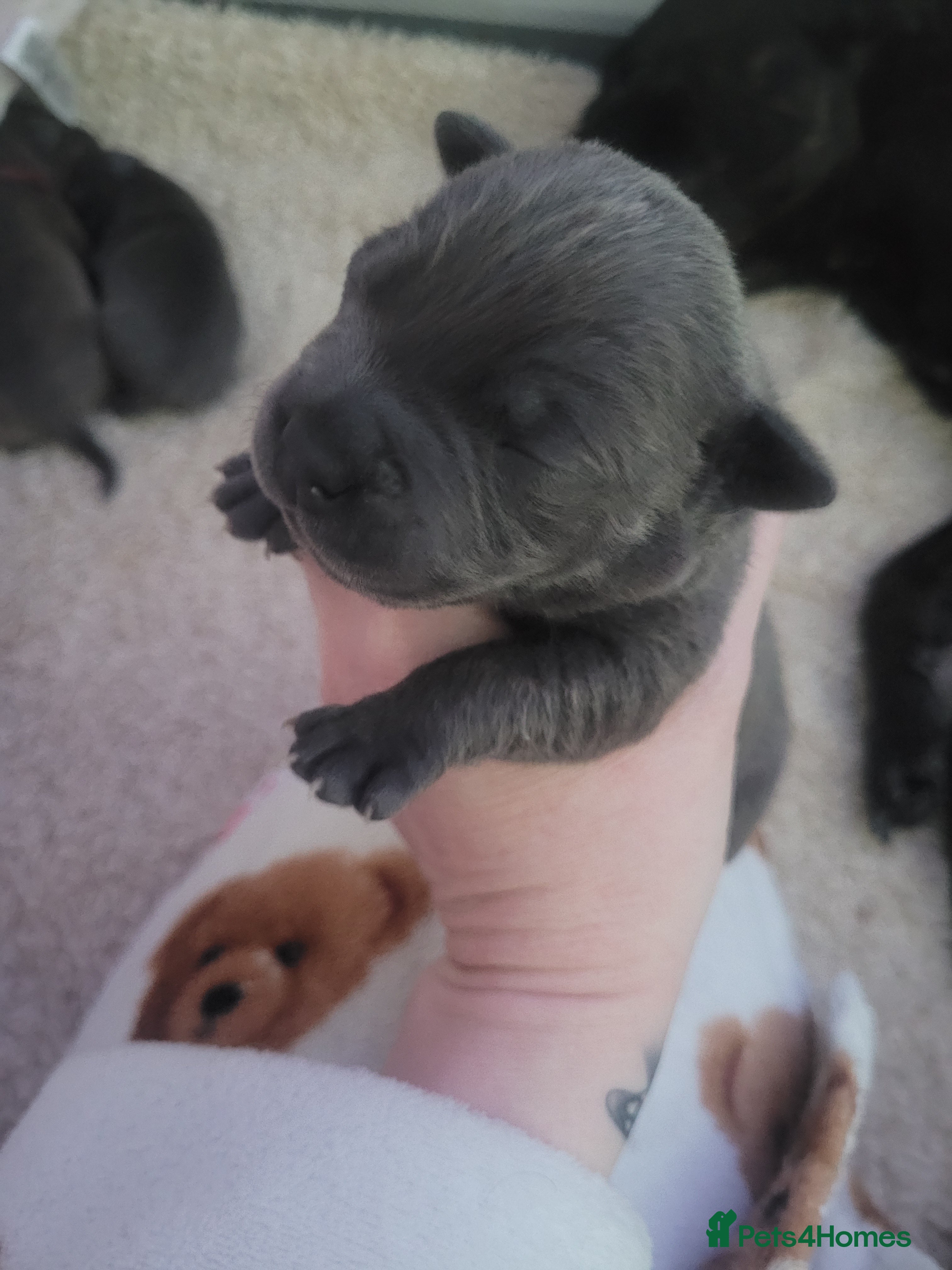 Mixed Breed dogs Staffie cross mastiff - Advert 14