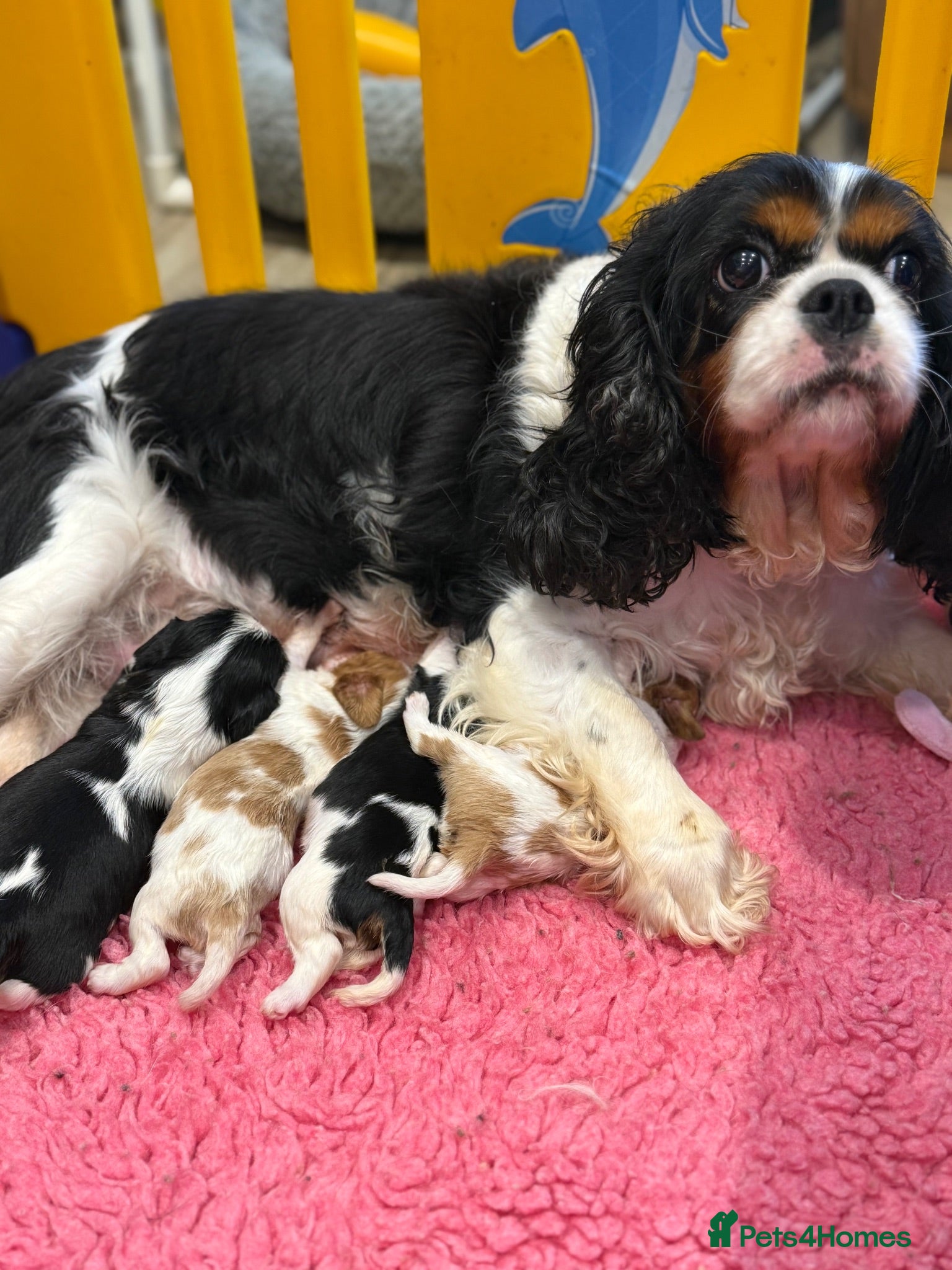 Cavalier King Charles Spaniel dogs Health tested cavaliers  - Advert 1