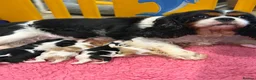Cavalier King Charles Spaniel dogs for sale: Health tested cavaliers  - Advert 1