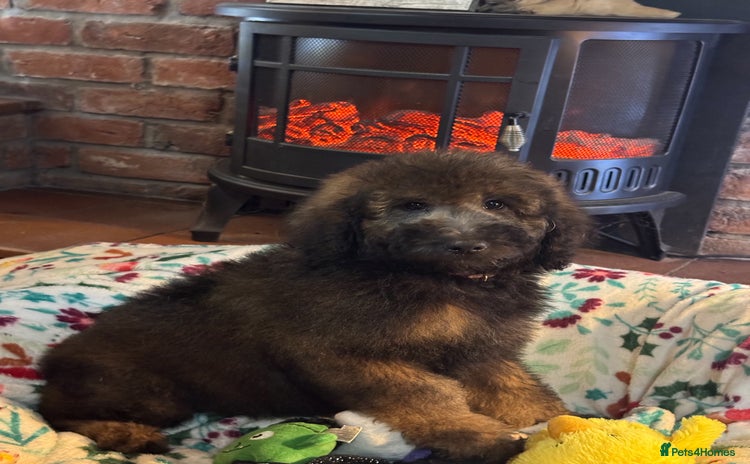 Bernedoodle dogs 2 left tri colour bernedoodle puppies girls only  - Advert 4