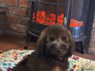 Bernedoodle dogs 2 left tri colour bernedoodle puppies girls only - Advert 1