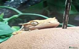 Gecko reptiles for sale: Part pinstripe harlequin female with full setup - Image 6