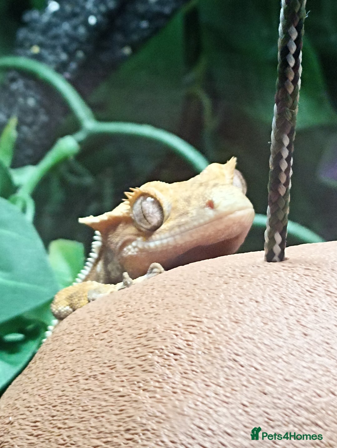 Gecko reptiles for sale: Part pinstripe harlequin female with full setup - Image 6