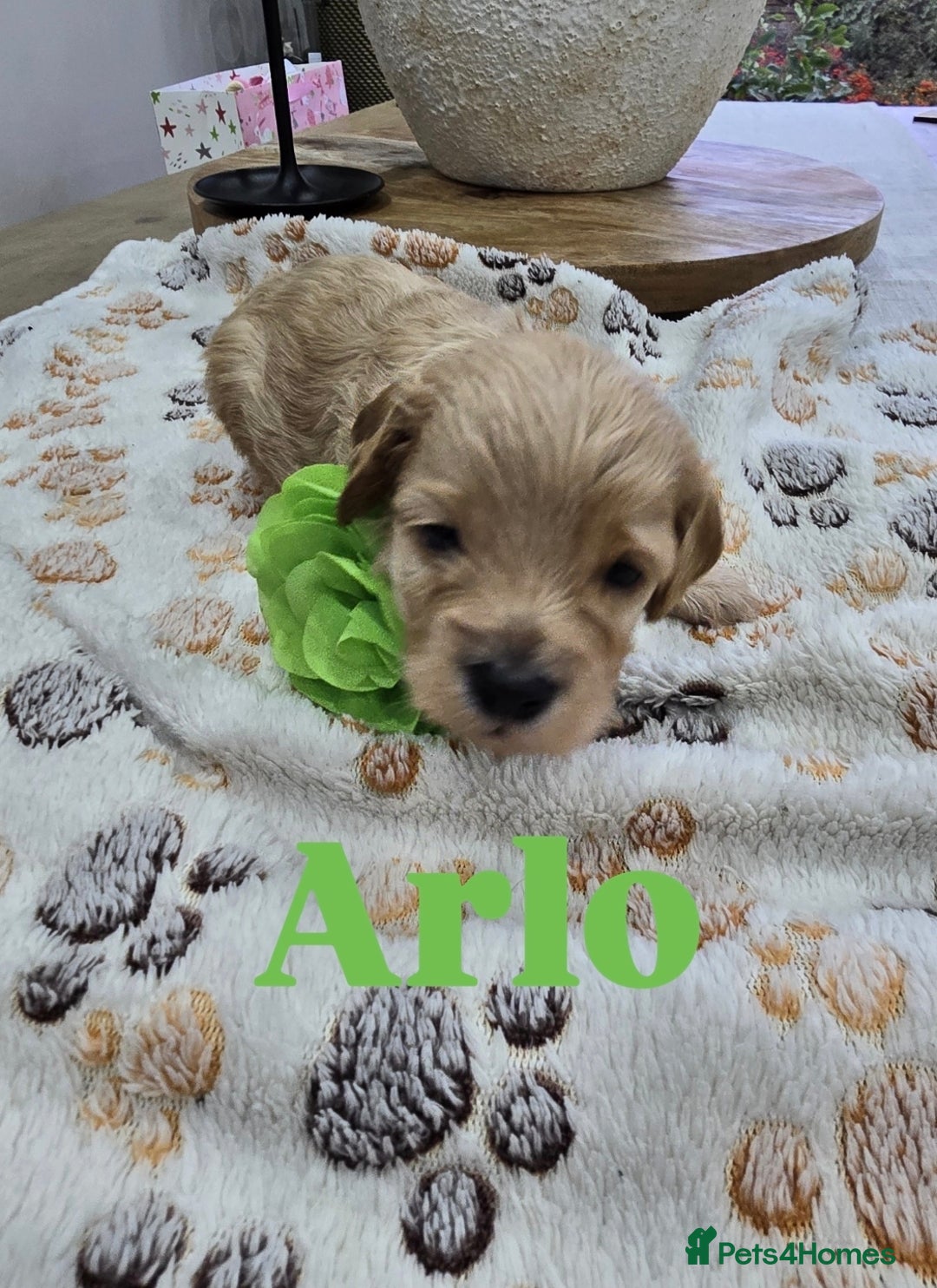 Cavapoo dogs for sale: Beautiful fully health tested cavapoo puppies  - Advert 36