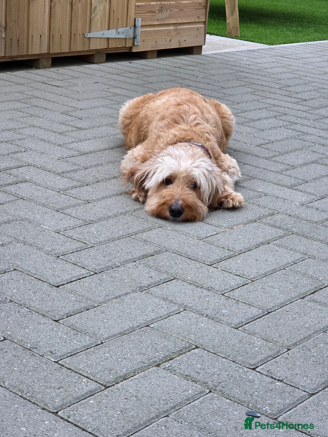 Mini Goldendoodle dogs for sale: Red and white tuxedo F1b miniature goldendoodles  in Harlech - Advert 2