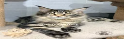 Maine Coon cats for sale: TICA registered Maine coon kittens READY NOW - Advert 9