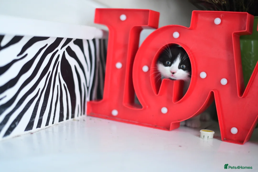 Munchkin cats for sale: Cute Black & White Kitten is looking for a home in Royston - Advert 2
