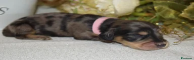 Miniature Dachshund Puppy 6