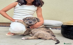 Mixed Breed dogs for sale: Last Four Mastiff pups available  - Image 25