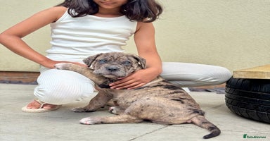 Mixed Breed dogs - Advert 2