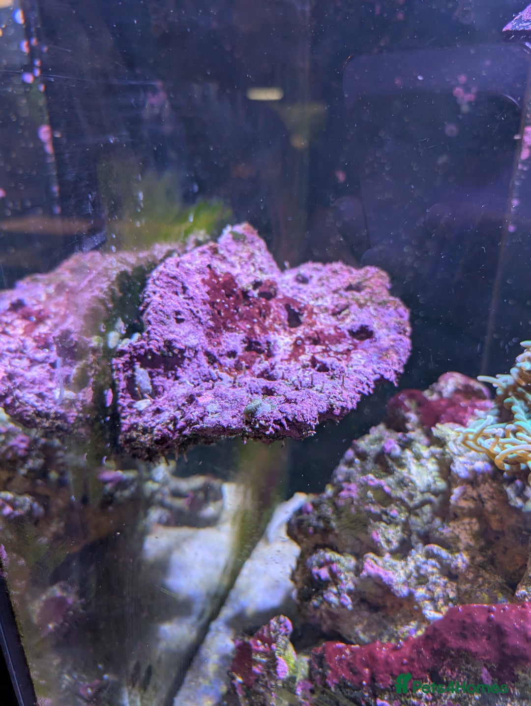 Other/Mixed Breed fish for sale: Fishtank with liverock, equipment, corals, + fish. - Advert 12