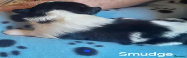 Lhasa Apso 2