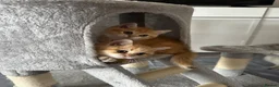 British Shorthair cats for sale:  Stunning chocolate golden British Shorthairs - Advert 2