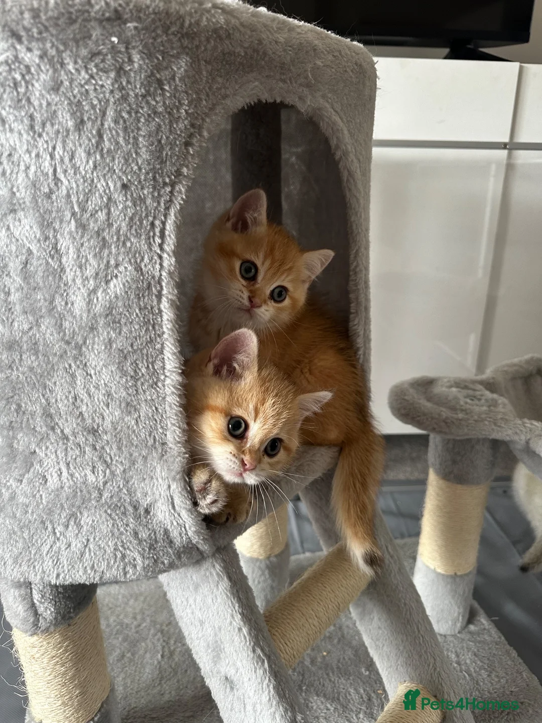 British Shorthair cats for sale:  Stunning chocolate golden British Shorthairs - Advert 2
