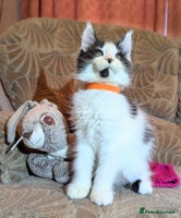 Maine Coon cats - Advert 2