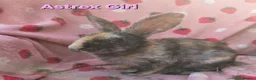 Rex rabbits for sale: Last 2 🩷💙 Saught after Curly Astrex bunnies - Advert 3