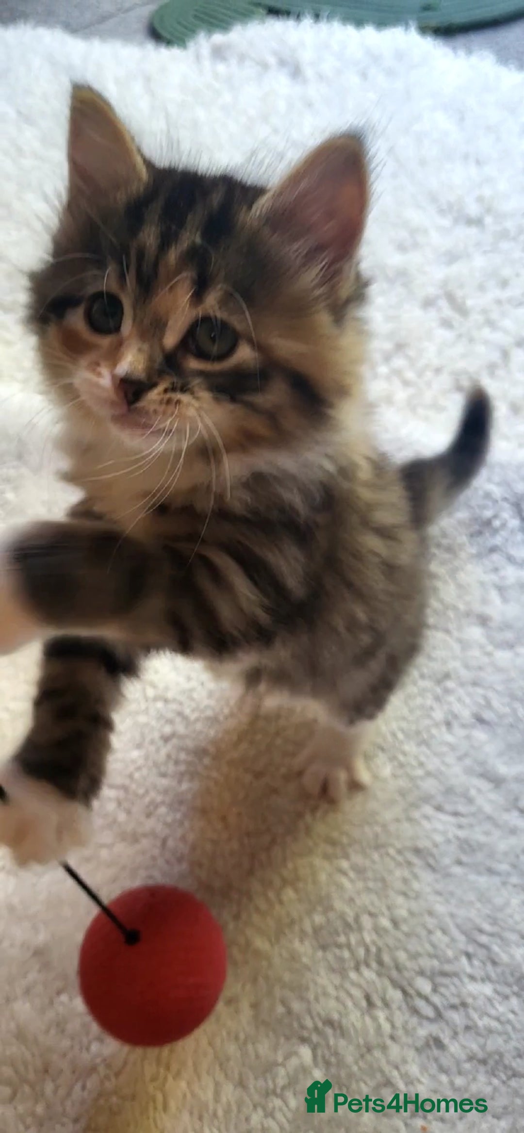 Mixed Breed cats for sale: Lovely kittens Looking for new Homes  - Image 7