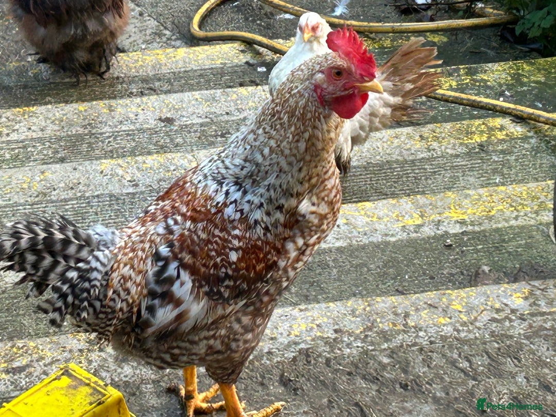 Mixed Breed poultry for sale: Mixed poultry!  - Advert 3