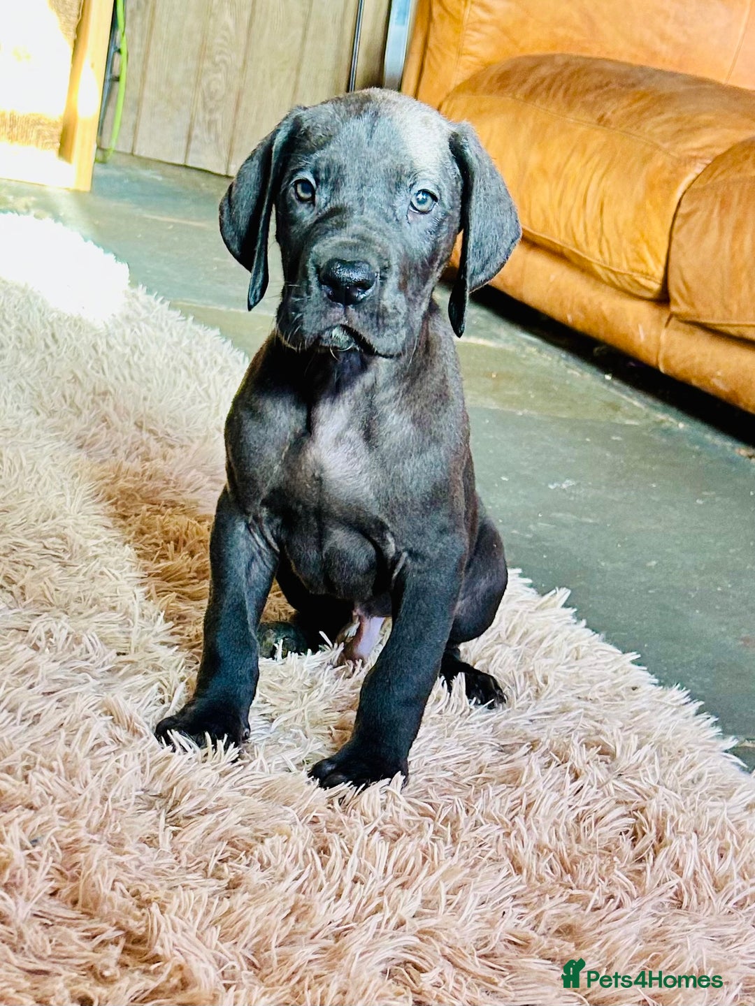 Great Dane dogs for sale: Stunning Great Dane Puppies  - Advert 2
