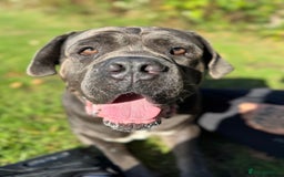 Cane Corso dogs for sale: That (Tye) looking for his forever home  - Image 6