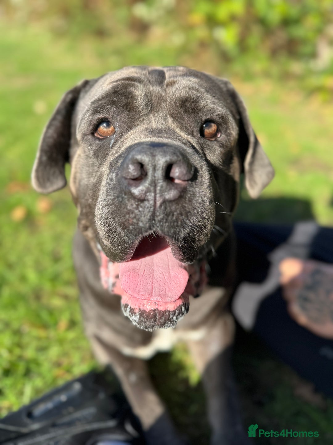 Cane Corso dogs for sale: That (Tye) looking for his forever home  - Image 6