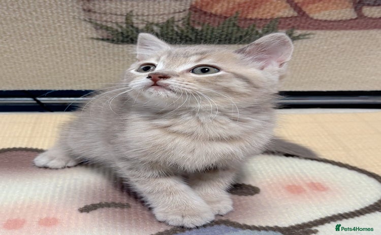 British Longhair cats - Advert 6