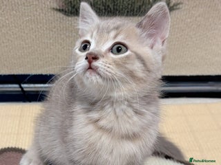 British Longhair cats - Advert 14